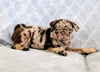 Reeses, a male Pug for sale in Andover, OH – 2 of 10
