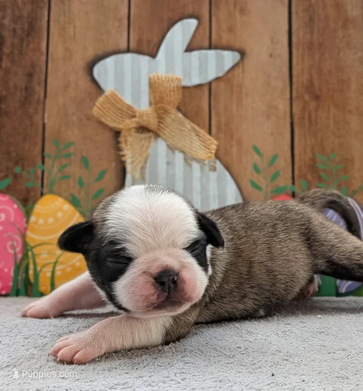 Zigi – Pug puppy for sale in Andover, OH