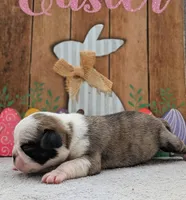 Zigi, a male Pug for sale in Andover, OH – 7 of 10
