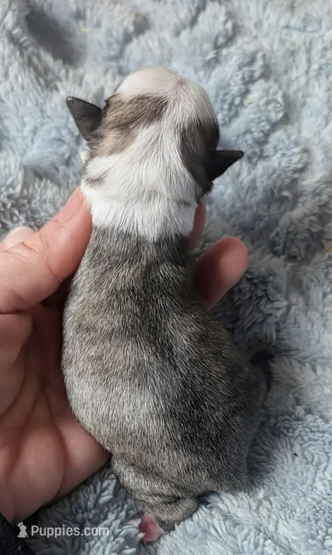 Zigi – Pug puppy for sale in Andover, OH