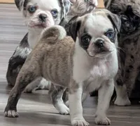 Zigi, a male Pug for sale in Andover, OH – 2 of 10