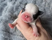 Zigi, a male Pug for sale in Andover, OH – Photo 2 of 2