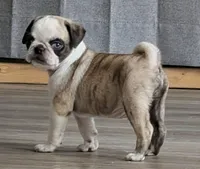 Zigi, a male Pug for sale in Andover, OH – 1 of 10