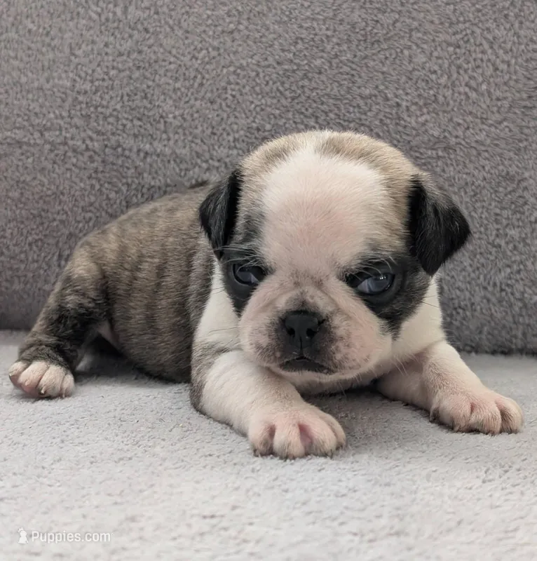 Zigi – Pug puppy for sale in Andover, OH