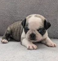 Zigi, a male Pug for sale in Andover, OH – 4 of 10