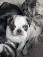 Zigi, a male Pug for sale in Andover, OH – 3 of 10