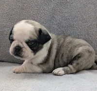 Zigi, a male Pug for sale in Andover, OH – 5 of 10