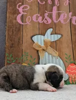 Zigi, a male Pug for sale in Andover, OH – 8 of 10
