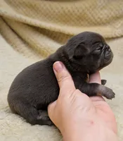Chai, a female Pug for sale in Andover, OH – 2 of 4