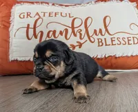 Gravy, a male Puggle and Pug for sale in Andover, OH – 2 of 3