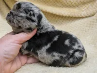 Truffles, a female Pug for sale in Andover, OH – 3 of 4