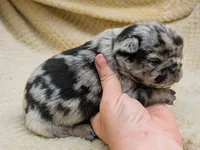 Truffles, a female Pug for sale in Andover, OH – 2 of 4