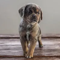 Mocha, a female Puggle for sale in Andover, OH – Photo 1 of 3