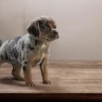 Mocha, a female Puggle for sale in Andover, OH – Photo 2 of 3