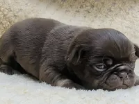 Chai, a female Pug for sale in Andover, OH – 4 of 4