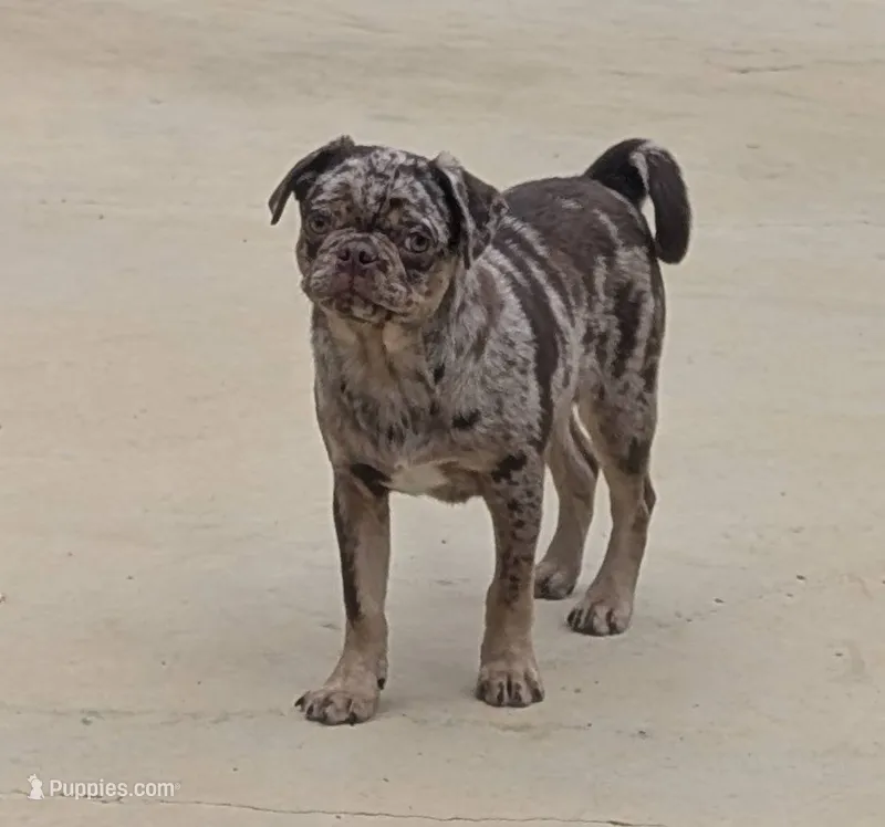 Reeses – Pug puppy for sale in Andover, OH
