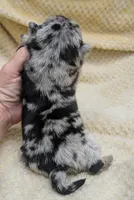 Truffles, a female Pug for sale in Andover, OH – 4 of 4