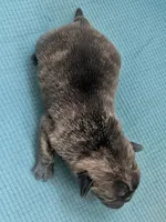 Javor, a male Pug for sale in Andover, OH – 4 of 4