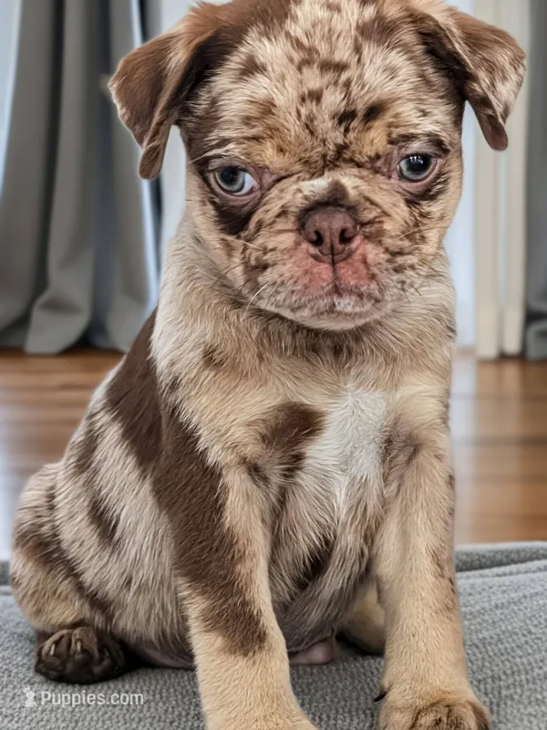 Reeses – Pug puppy for sale in Andover, OH