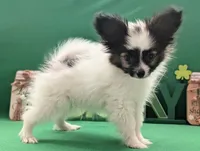 Ichi, a male Papillon for sale in Andover, OH – Photo 1 of 4