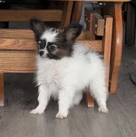 Ichi, a male Papillon for sale in Andover, OH – Photo 3 of 4