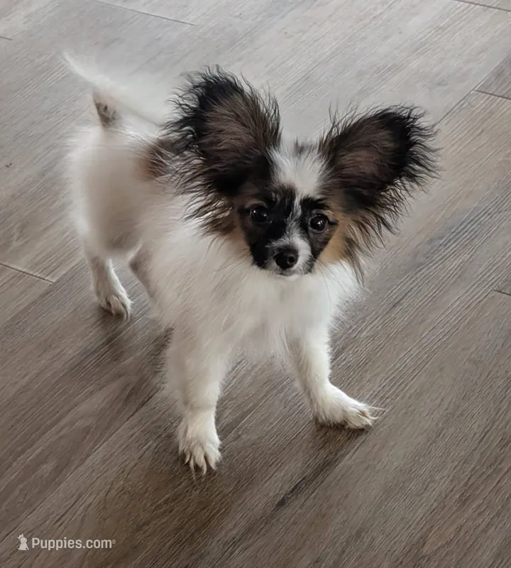 Ichi – Papillon puppy for sale in Andover, OH