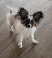 Ichi, a male Papillon for sale in Andover, OH – 1 of 5