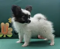 Ichi, a male Papillon for sale in Andover, OH – Photo 2 of 4