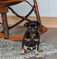 Porter Chocolate tan, a male Pug for sale in Andover, OH – 2 of 5