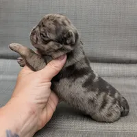 Reeses, a male Pug for sale in Andover, OH – 3 of 4