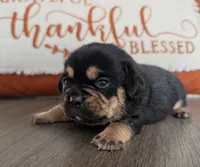 Biscuit, a male Puggle and Pug for sale in Andover, OH – 2 of 3