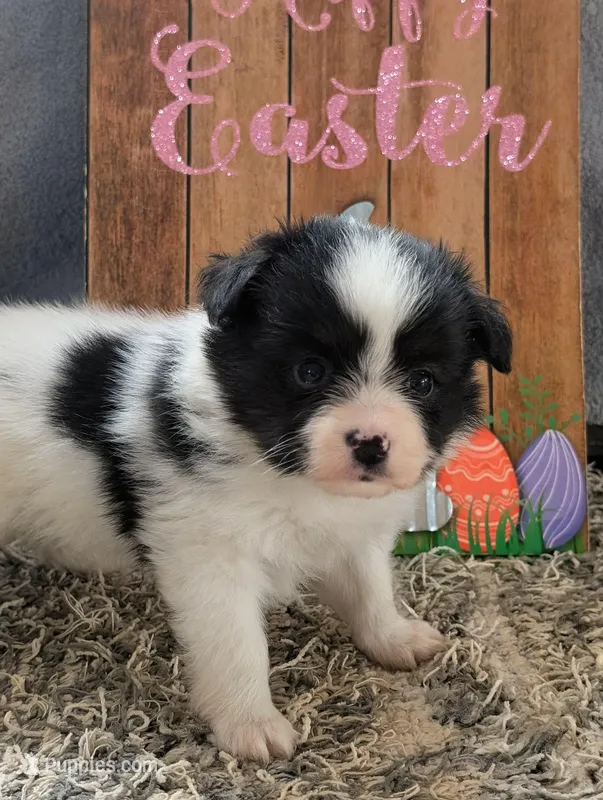 Cotton – Papillon puppy for sale in Andover, OH