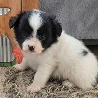 Cotton, a male Papillon for sale in Andover, OH – 3 of 6