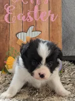 Cotton, a male Papillon for sale in Andover, OH – 4 of 6