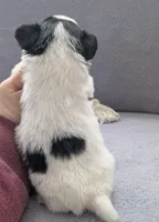 Cotton, a male Papillon for sale in Andover, OH – Photo 2 of 2