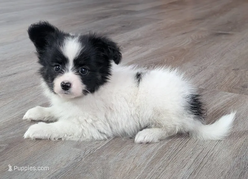 Cotton – Papillon puppy for sale in Andover, OH