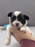 Cotton, a male Papillon for sale in Andover, OH – Photo 1 of 2