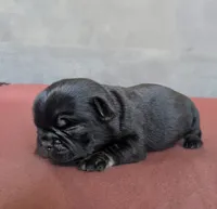 Aspen, a female Pug for sale in Andover, OH – 2 of 3