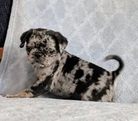 Chutney, a male Pug for sale in Andover, OH – 2 of 7