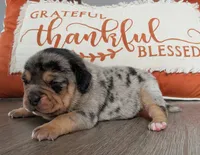 Cherrio, a female Puggle and Pug for sale in Andover, OH – 3 of 3