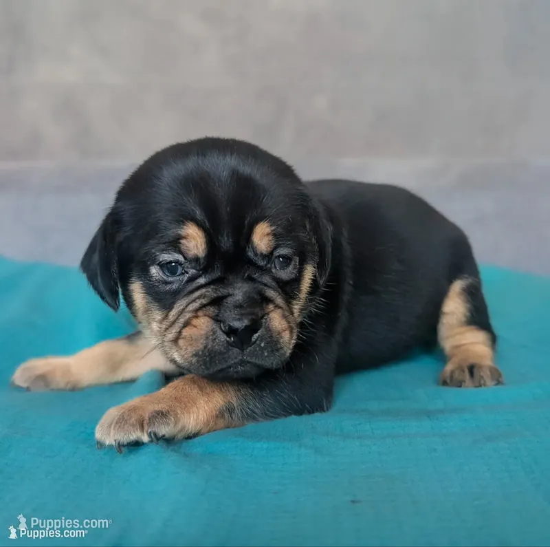 Waffles – Puggle, Pug puppy for sale in Andover, OH