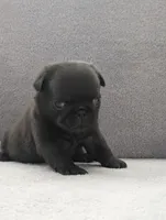 Sage, a female Pug for sale in Andover, OH – Photo 3 of 3