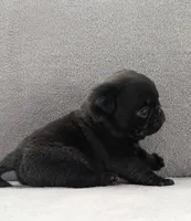 Sage, a female Pug for sale in Andover, OH – Photo 2 of 3