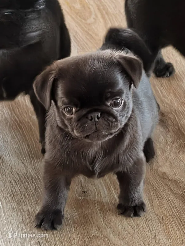 Sage – Pug puppy for sale in Andover, OH