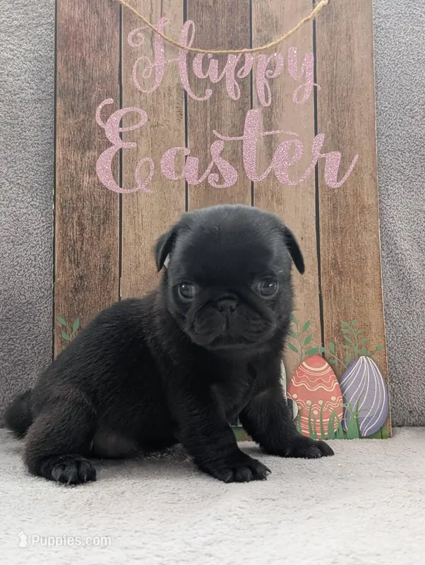 Sage – Pug puppy for sale in Andover, OH