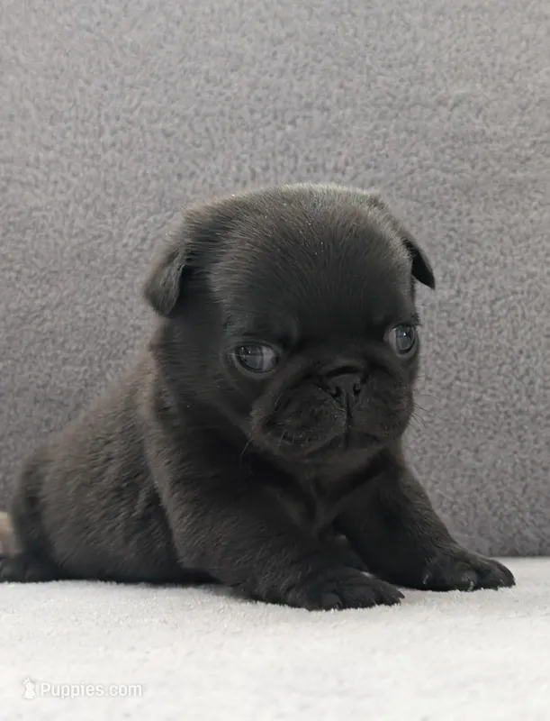 Sage – Pug puppy for sale in Andover, OH