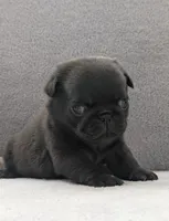 Sage, a female Pug for sale in Andover, OH – Photo 1 of 3