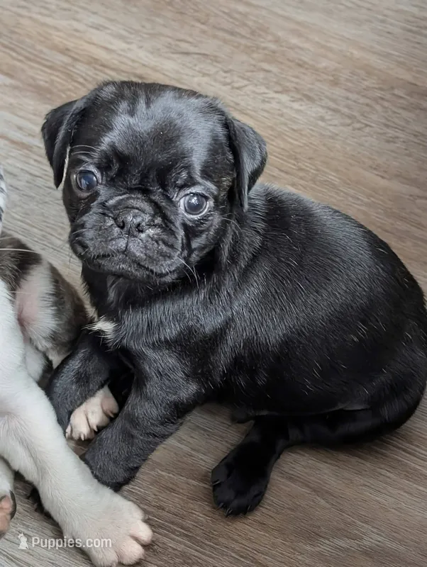Colby – Pug puppy for sale in Andover, OH