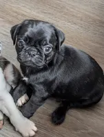 Colby, a male Pug for sale in Andover, OH – 1 of 10