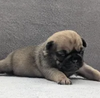 Sierra, a female Pug for sale in Andover, OH – Photo 2 of 4